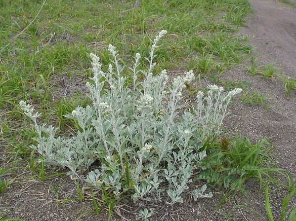 wormwood pikeun pengobatan osteochondrosis tulang tonggong